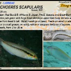 Halichoeres scapularis - Zigzag wrasse