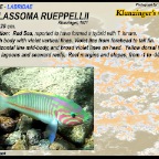 Thalassoma rueppellii - Klunzinger's wrasse