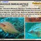 Bodianus nelli - Neill's hogfish