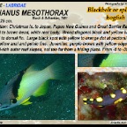 Bodianus diana - Diana's hogfish