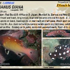 Bodianus diana - Diana's hogfish