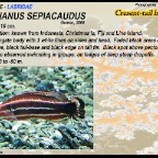 Novaculichthys taeniourus - Rockmover wrasse