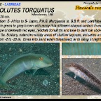 Cymolutes praetextatus - Knife razorfish