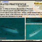 Iniistius pentadactylus - Fivefinger razorfish