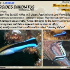Labroides dimidiatus - Bluestreak cleaner wrasse