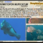 Bolbometopon  muricatum - Bumphead parrotfish