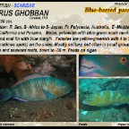 Scarus ghobban - Blue-barred parrotfish