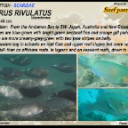 Scarus rivulatus - Surf parrotfish