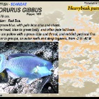 Chlorurus gibbus - Heavybeak parrotfish