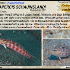 Parapercis schauinslandi - Redspotted sandperch