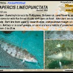 Parapercis lineopunctata -Nosestriped sandperch