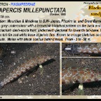 Parapercis clathrata - Latticed sandperch