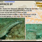 Parapercis millepunctata - Blackdotted sandperch