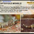 Enneapterygius mirabilis - Miracle triplefin