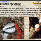 Aspidontus taeniatus - False cleanerfish