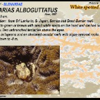 Salarias fasciatus - Jewelled  blenny
