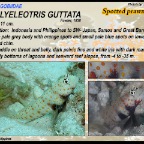 Amblyeleotris guttata - Spotted shrimpgoby