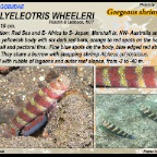 Amblyeleotris wheeleri - Gorgeous shrimpgoby