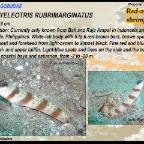 Amblyeleotris rubrimarginatus - Red margin shrimpgoby