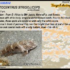 Ctenogobiops crocineus - Silverspot shrimpgoby