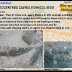 Cryptocentrus caeruleomaculatus - Blue-speckled shrimpgoby 