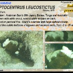 Cryptocentrus leucostictus - Saddled prawn-goby