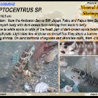 Cryptocentrus fasciatus -  Y-bar shrimpgoby