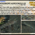 Ctenogobiops aurocingulus - Gold-streaked shrimpgoby