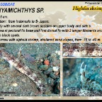 Tomiyamichthys oni - Monster shrimpgoby