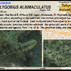 Amblygobius decussatus - Crosshatch goby