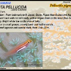 Fusigobius inframaculatus - Blotched sand goby