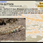 Eviota guttata - Spotted pygmygoby