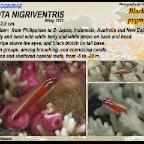 Gnatholepis cauerensis - Shoulderbar goby
