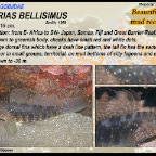 Heteroplopomus barbatus - Sand goby