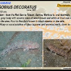 Istigobius decoratus - Decorated goby