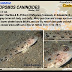Bryaninops amplus - Large whip goby