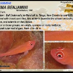 Trimma macrophthalma - Flame goby