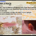 Trimma striata - Stripeheaded goby