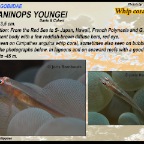 Bryaninops youngei - Whip-coral goby