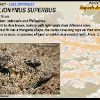 Callionymus superbus - Superb