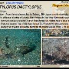 Dactylopus dactylopus - Fingered