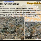 Dactylopus kuiteri - Orange-black