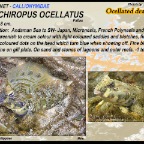 Synchiropus ocellatus - Ocellated