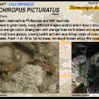 Synchiropus picturatus --Picturesque