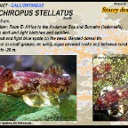 Synchiropus stellatus - Starry