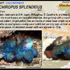 Synchiropus splendidus - Mandarinfish