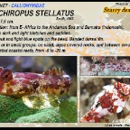 Synchiropus stellatus - Starry dragonet