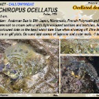 Synchiropus ocellatus - Ocellated dragonet