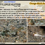 Dactylopus kuiteri -  Orange-black dragonet