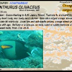 Acanthurus olivaceus - Orangeband surgeonfish